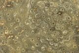 Polished Fossil Rugose Coral Slab - Morocco #276189-1
